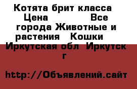 Котята брит класса › Цена ­ 20 000 - Все города Животные и растения » Кошки   . Иркутская обл.,Иркутск г.